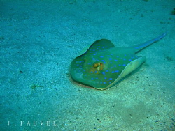 Nice little blue spotted ray! by Jake Fauvel 